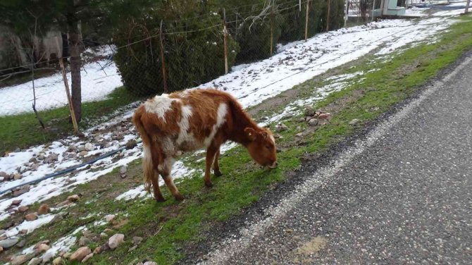 Batman’da Sığır Besicilerine Ücretsiz Suni Tohumlama Desteği