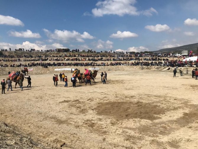 Soğuğa Rağmen Deve Güreşleri Nefes Kesti
