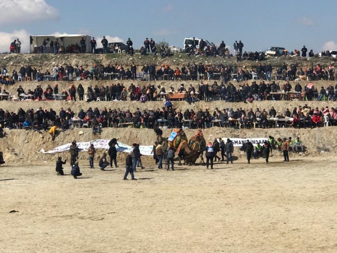 Soğuğa Rağmen Deve Güreşleri Nefes Kesti
