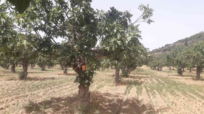 Egeli İhracatçılar Kaliteli Kuru İncir İçin Çalışıyor