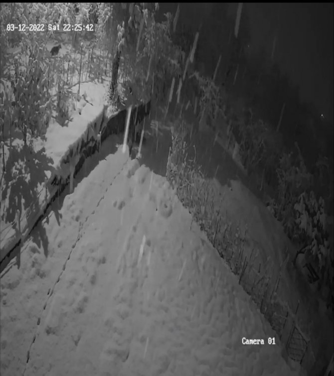 Giresun’da Aç Kalan Kurtlar Şehir Merkezine İndi