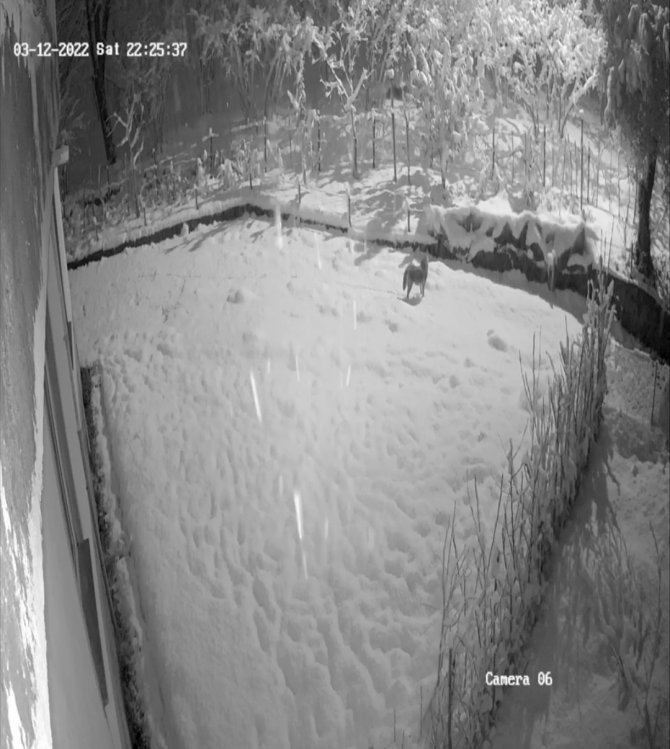 Giresun’da Aç Kalan Kurtlar Şehir Merkezine İndi