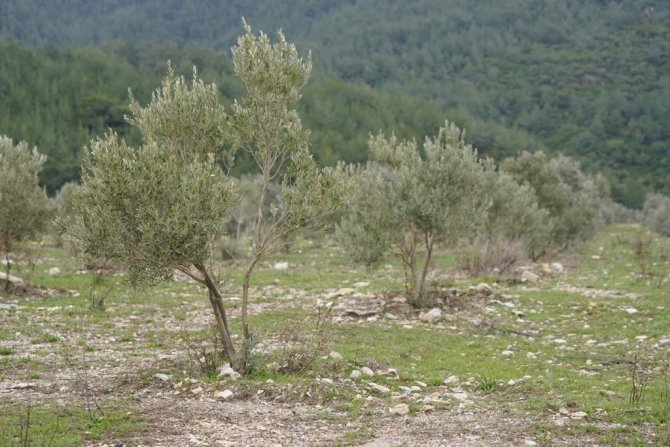 Taşınan Zeytin Ağaçları Meyve Vermeye Devam Ediyor
