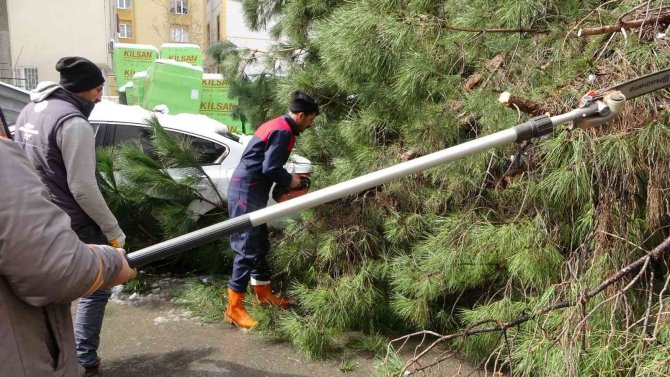 Maltepe’de Yoğun Kara Dayanamayan Ağaç, Park Halindeki 2 Aracın Üstüne Devrildi