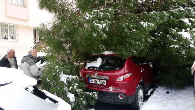 Maltepe’de Yoğun Kara Dayanamayan Ağaç, Park Halindeki 2 Aracın Üstüne Devrildi