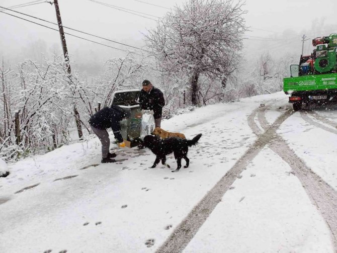 Ordu’da Sokak Hayvanlarını Besleme Seferberliği
