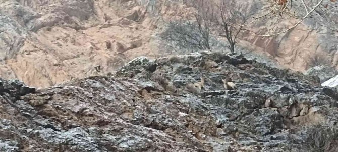 Yaban Keçileri Sokak Köpeklerinin Hedefi Oldu