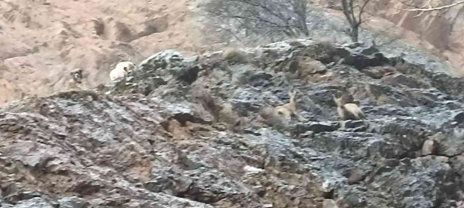 Yaban Keçileri Sokak Köpeklerinin Hedefi Oldu