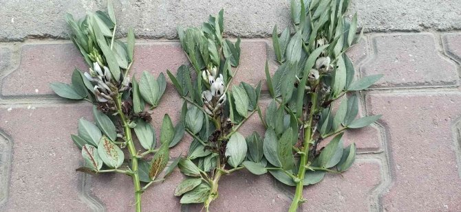 Bakla Hasadı Soğuk Hava Nedeniyle Gecikti