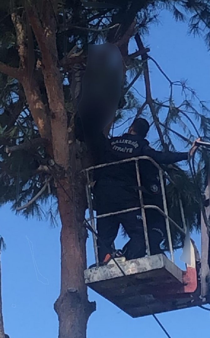 Ağaç Budarken Elektrik Akımına Kapılan Kişi Hayatını Kaybetti