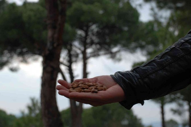 Kozak Yaylası’nda Çam Fıstığı Bekleyişi