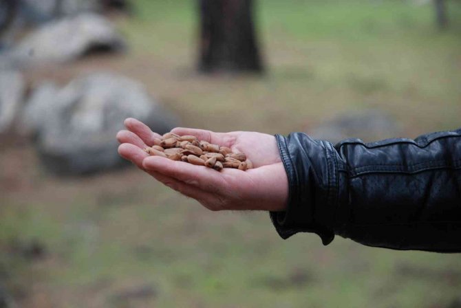 Kozak Yaylası’nda Çam Fıstığı Bekleyişi