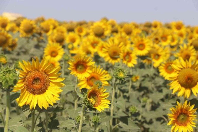 Fao’dan Dikkat Çeken Yağ Öngörüsü