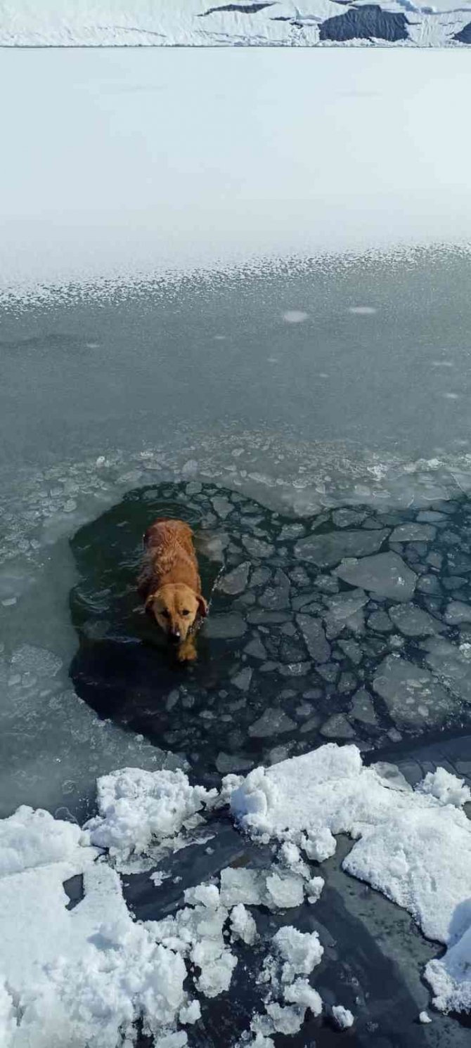 İ̇tfaiye Ekipleri Buz Tutan Gölete Düşen Köpeği Donmak Üzereyken Kurtardılar