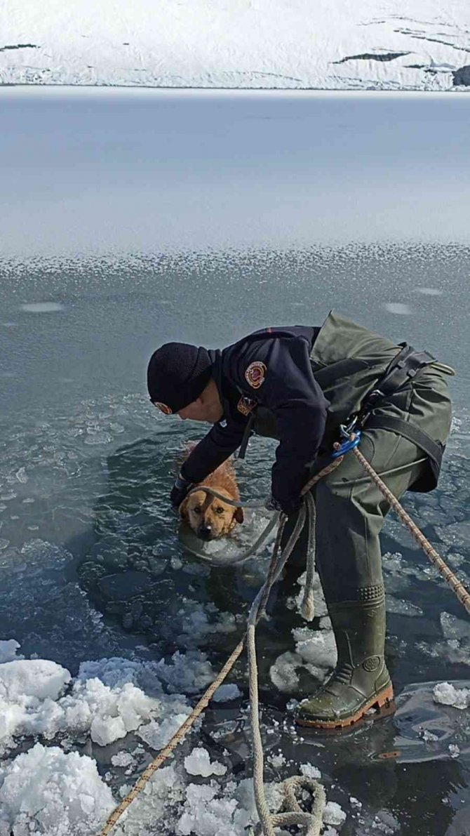 İ̇tfaiye Ekipleri Buz Tutan Gölete Düşen Köpeği Donmak Üzereyken Kurtardılar
