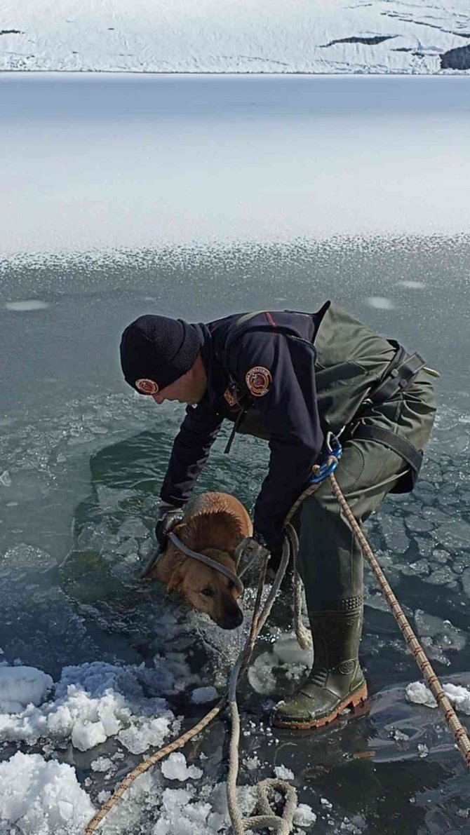 İ̇tfaiye Ekipleri Buz Tutan Gölete Düşen Köpeği Donmak Üzereyken Kurtardılar