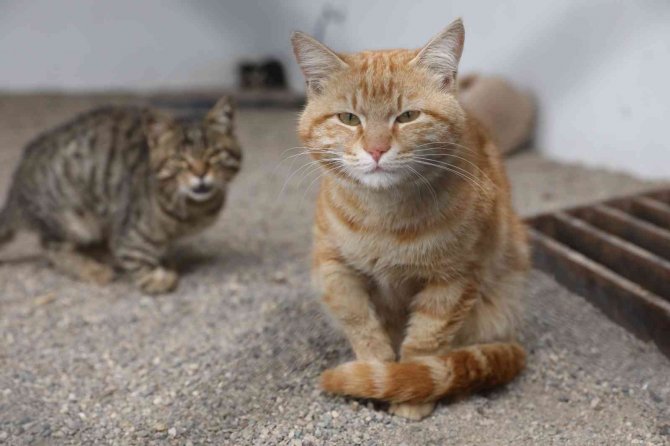 Can Dostlara Şifa Dağıtıyorlar