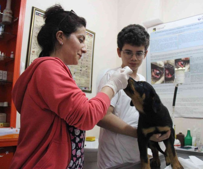 Kedi Ve Köpekler Yılsonuna Kadar Kayıt Altına Alınıyor