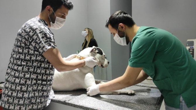 Kedi Ve Köpekler Yılsonuna Kadar Kayıt Altına Alınıyor