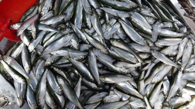 Yağıyla Mangal Söndüren Balık Tirsi