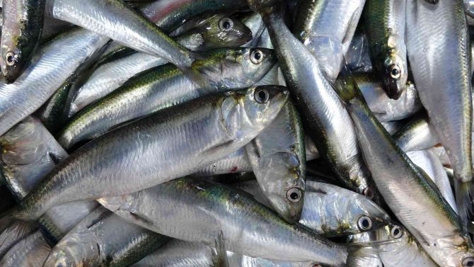 Yağıyla Mangal Söndüren Balık Tirsi