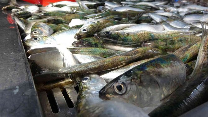 Yağıyla Mangal Söndüren Balık Tirsi