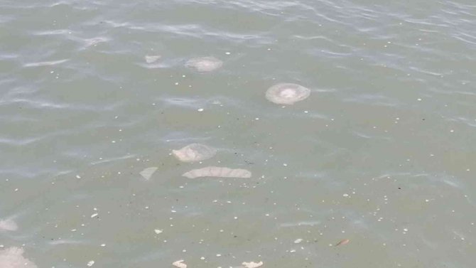Manavgat’ta Denizanası Yoğunluğu
