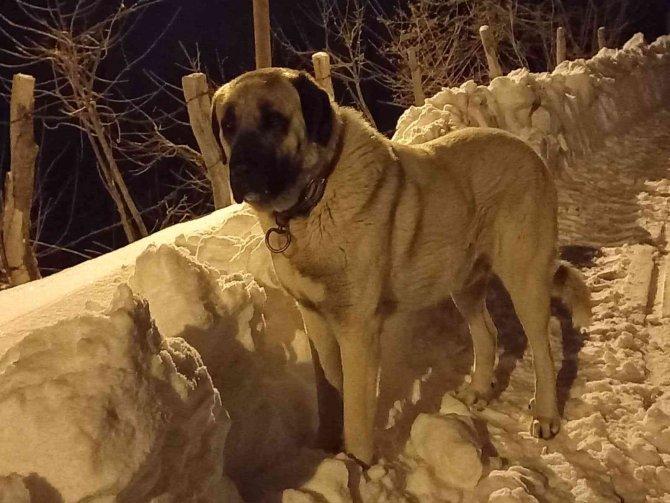 Samsun’da Kangal Cinsi Köpek Tüfekle Öldürüldü