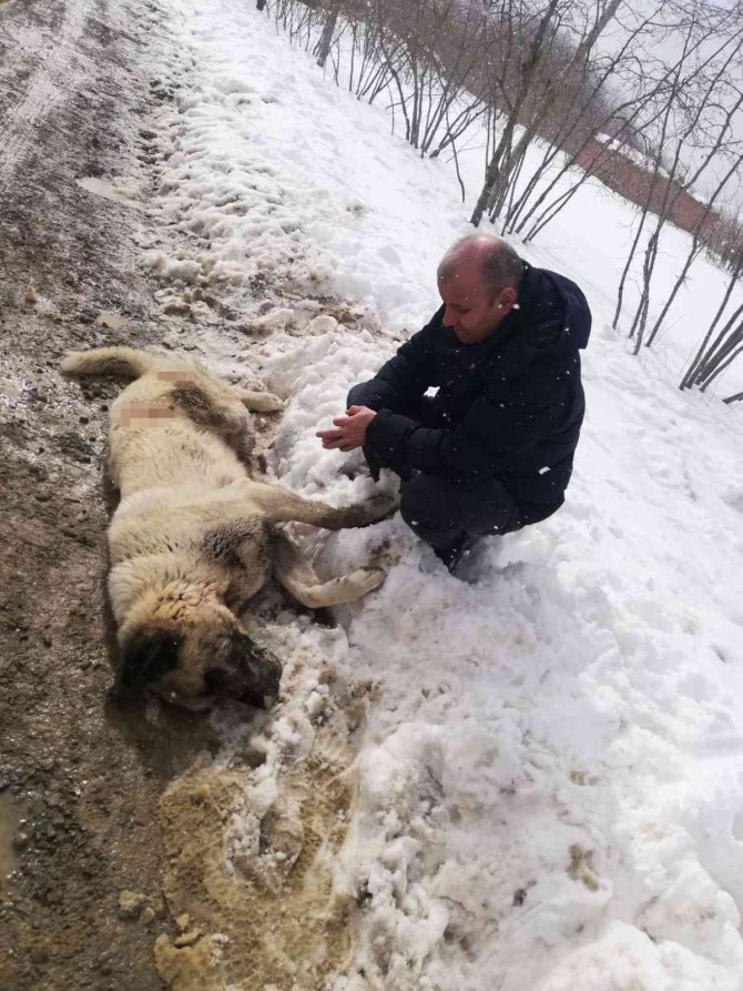 Samsun’da Kangal Cinsi Köpek Tüfekle Öldürüldü