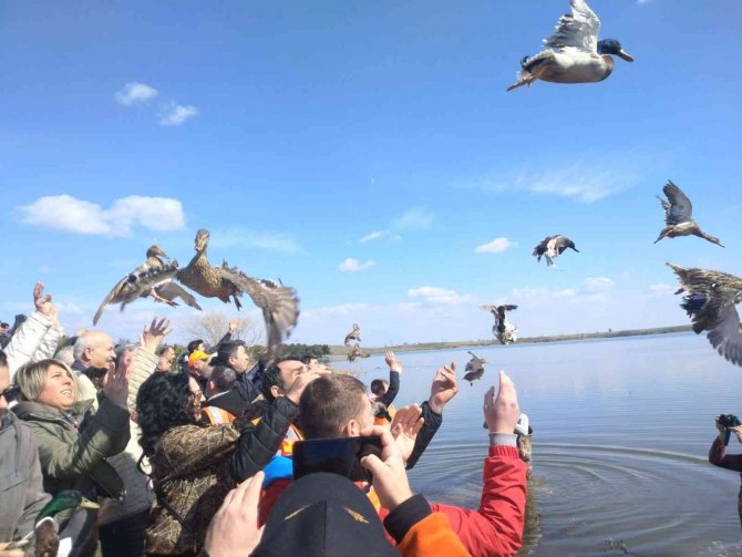 Tekirdağ’da Bin Adet Yaban Ördeği Suya Bırakıldı