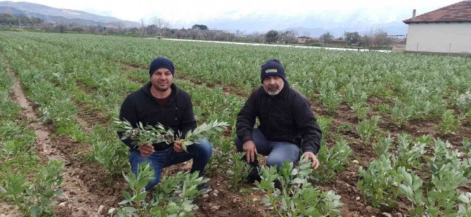 Bakla Hasadı Soğuk Hava Nedeniyle Gecikti