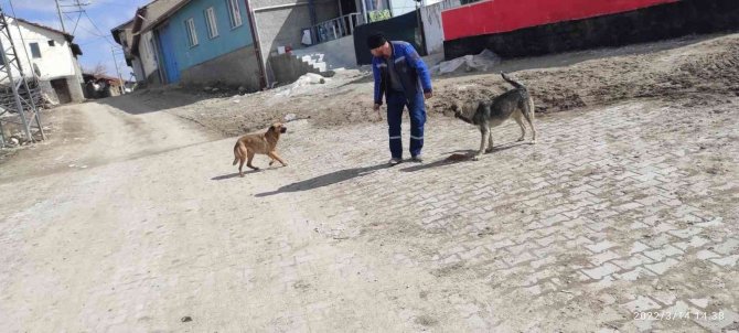 Altıntaş’ta Sokak Hayvanlarına Mama Bırakıldı