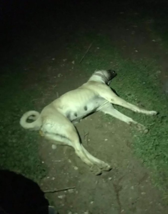 Eski Muhtarın Tüfekle Köpekleri Vurduğu İddiası