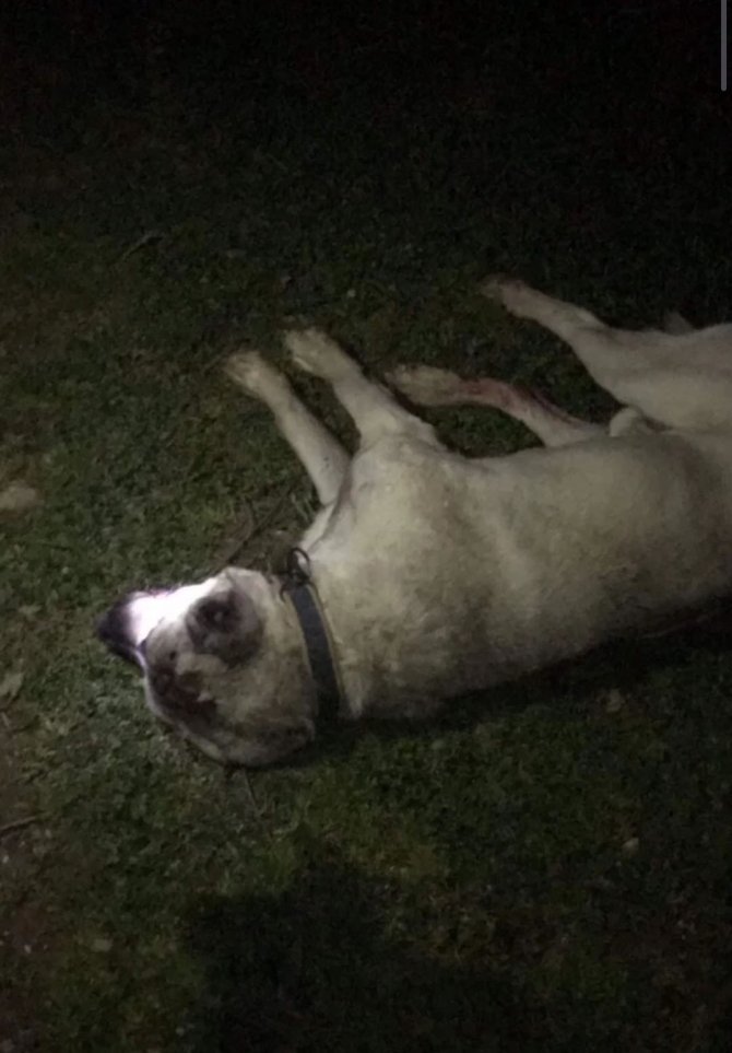 Eski Muhtarın Tüfekle Köpekleri Vurduğu İddiası