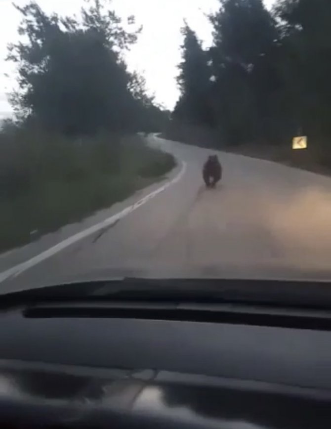 Köye İnen Ayıyı Otomobille Kovaladılar