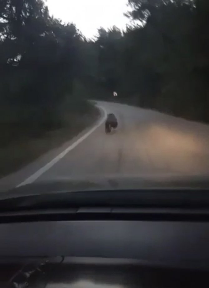 Köye İnen Ayıyı Otomobille Kovaladılar