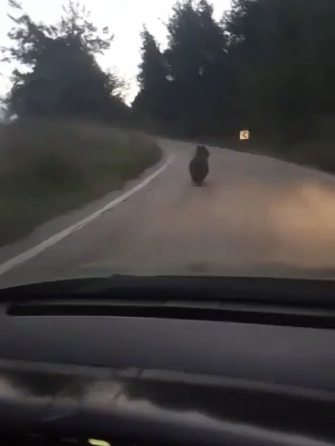 Köye İnen Ayıyı Otomobille Kovaladılar