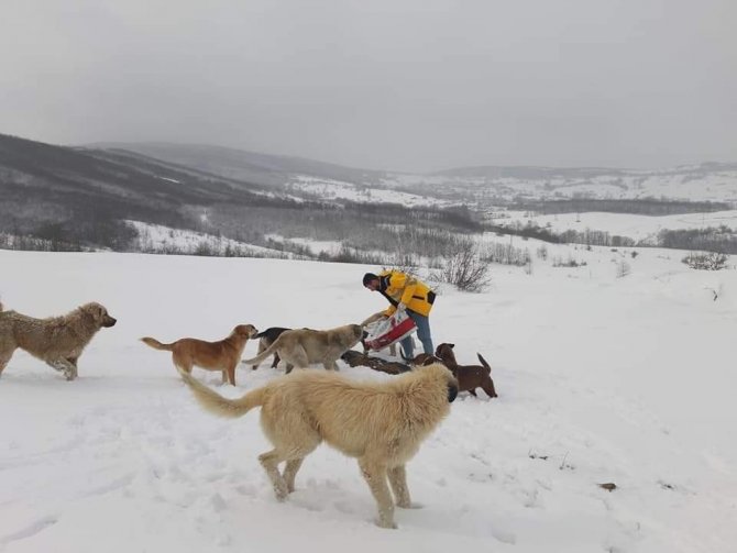 Sokaktaki Canlar Aç Kalmıyor
