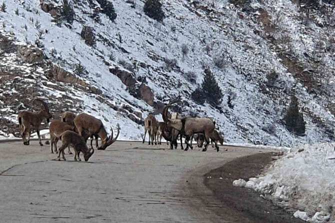 Yaban Keçileri Gümüşhane Dağlarını Sevdi