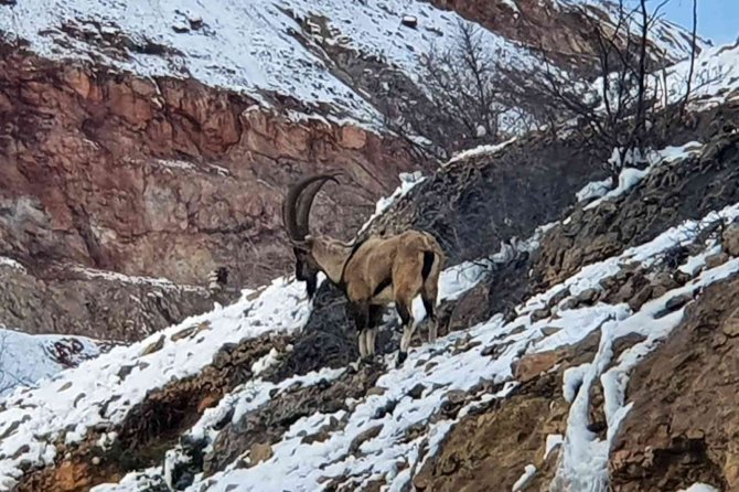 Yaban Keçileri Gümüşhane Dağlarını Sevdi