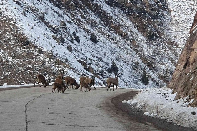 Yaban Keçileri Gümüşhane Dağlarını Sevdi