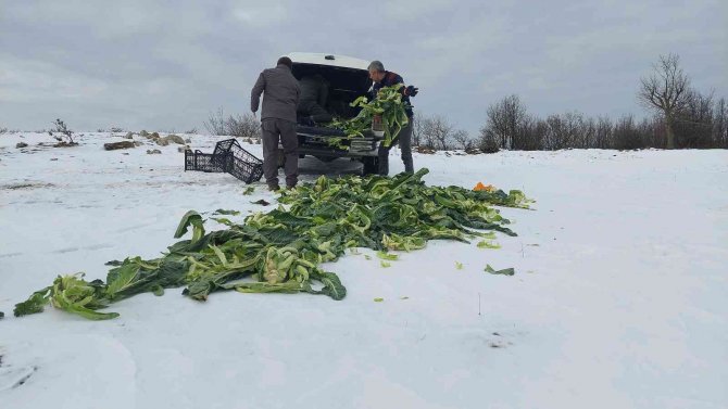 Trakya’da Yaban Hayatına 22 Ton Yem Bırakıldı