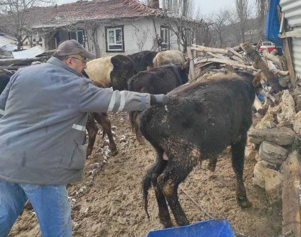 Emet’te ’’Şap’’ Aşısı Ve Küpeleme Çalışmaları