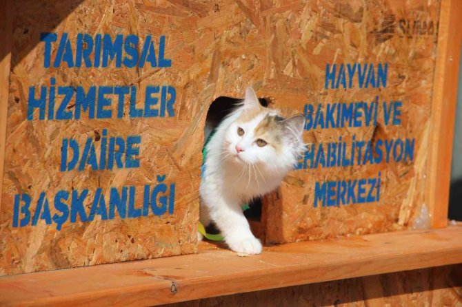 Bu Da Hayvan Ambulansı