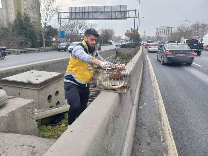 Esenler’de Otobanda Demirler Arasında Sıkışan Kedi, Belediye Ekiplerince Kurtarıldı