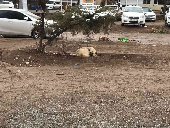 Iğdır’da Kar Yağışı Ve Soğuk Hava Etkili Oluyor