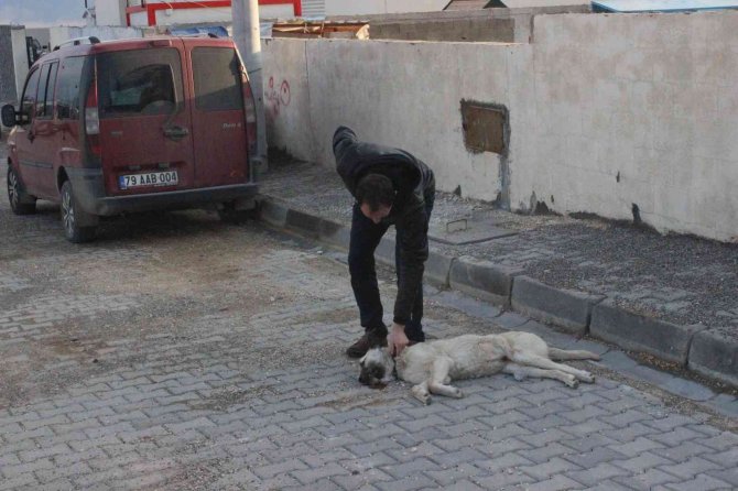 Kilis’te Vicdansız Sürücü Köpeği Ezerek Kaçtı