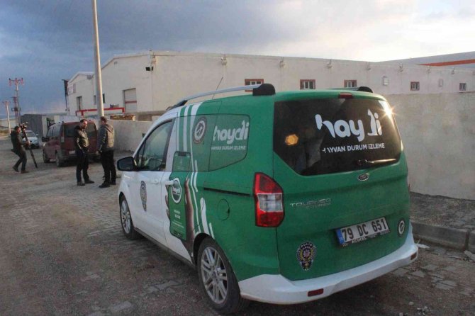 Kilis’te Vicdansız Sürücü Köpeği Ezerek Kaçtı