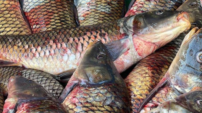 Tatlı Sularda Avlanma Yasağı Başladı
