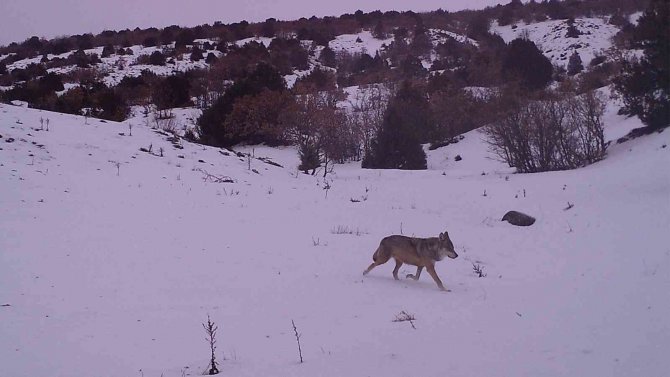 Kırıkkale’nin Yaban Hayatı Fotokapanlara Yansıdı